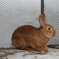 2019 - Chovatelé v Kolovči zakončili sezonu burz