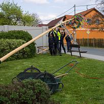 2019 - Stavění májky 